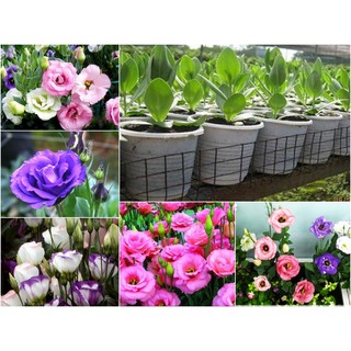 HẠT GIỐNG HOA CÁT TƯỜNG