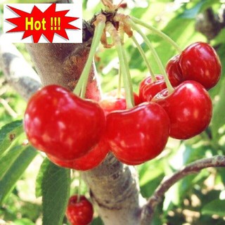 Hạt giống Anh đào (Cherry) (10 hạt)
