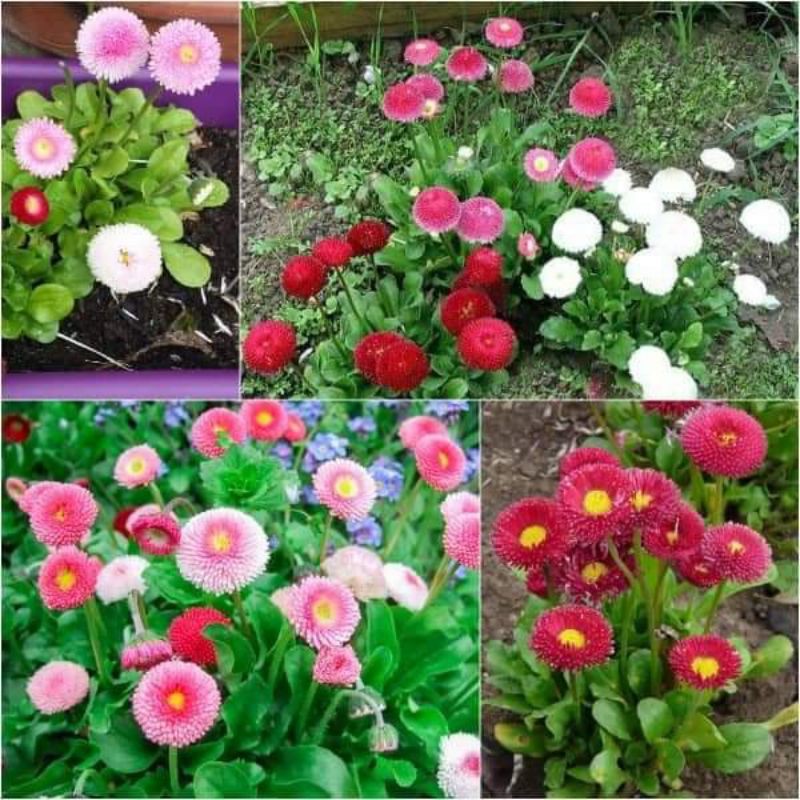 combo 1000 HẠT GIỐNG HOA CÚC ANH