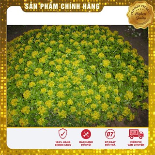 HẠT GIỐNG HOA CÚC SAO BĂNG (TARGETES ) 100 HẠT