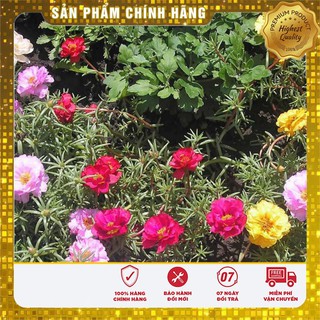 Hạt Giống Hoa Mười Giờ Mỹ Kép Mix 30 Hạt [Bán Sỉ]