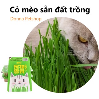 SET TRỒNG CỎ MÈO CÓ SẴN ĐẤT