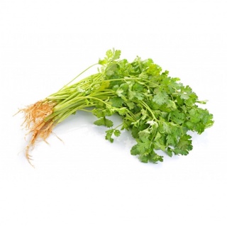 Ngò Đà Lạt xanh sạch tươi ngon