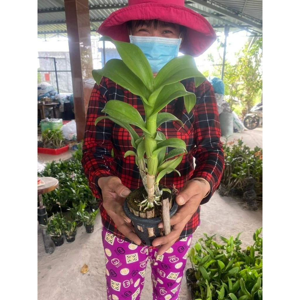 HOA LAN DEN LAI CATT LYLY