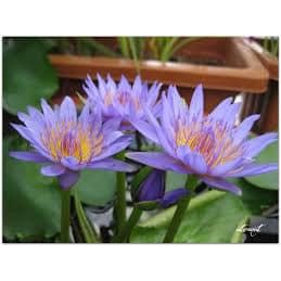 cây giống súng thái màu tím xanh cánh đơn