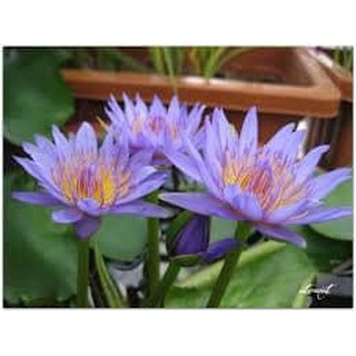 Cây giống súng thái màu tím xanh cánh đơn