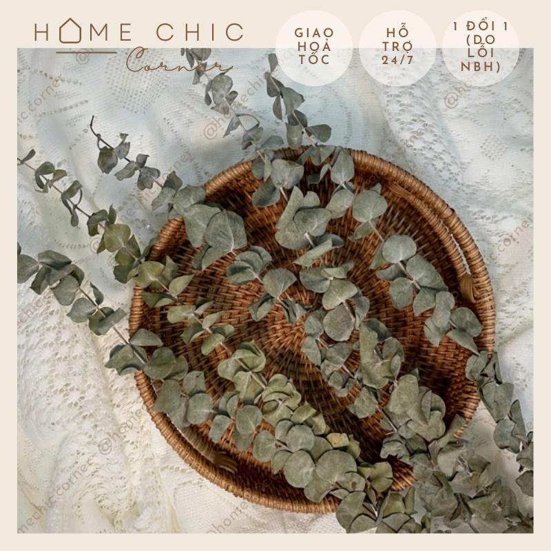 Lá đô la khô cành Bạch Đàn lá Khuynh Diệp dùng để cắm lọ decor, phụ kiện chụp ảnh | HOME CHIC CORNER