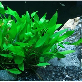 cây thủy sinh Lan nước - 5pcs