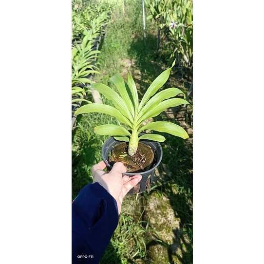 Lan Thiên Nga cây giống