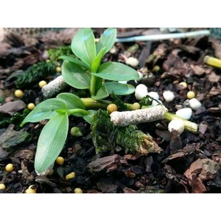 Phân que 13-4-5 dạng gim tan chậm vỉ 50 que