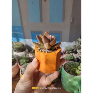 chậu xi măng mini trồng sen đá vỉ