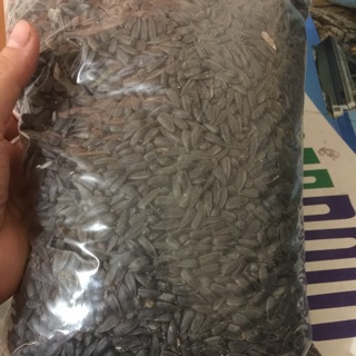 Combo 2kg hạt hướng dương