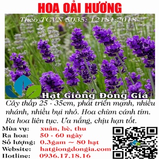 0,3 Gram Hạt Giống Hoa Oải Hương Dễ Trồng Trong Chậu, Ngoài Trời Bốn Mùa  (5035)