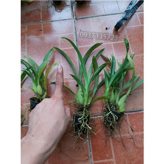COMBO 5 CÂY CON LAN VŨ NỮ VÀNG TUYỀN [ CÂY GIỐNG]