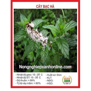 Hạt giống Cây bạc hà 100H