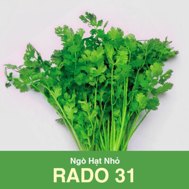 Hạt giống Ngò Hạt Nhỏ 31 (20gr)