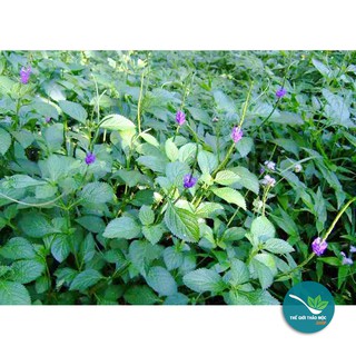 Cây Đuôi Chuột khô 1KG - TM191