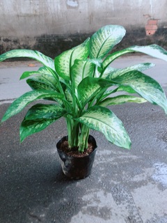 Vạn Niên Thanh Size Lớn