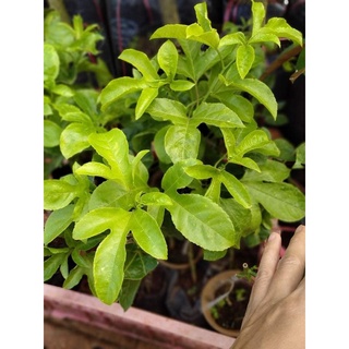 cây giống chanh dây thái lan(3 tháng cho trái)