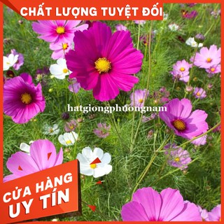 HẠT GIỐNG HOA CÁNH BƯỚM MIX- Còn hàng