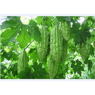 Hạt giống mướp đắng - Khổ qua mỡ ( Gói 10 Hạt ) - Knseeds4