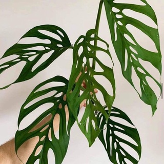 Cây lá lỗ đột biến adansonii var adansonii