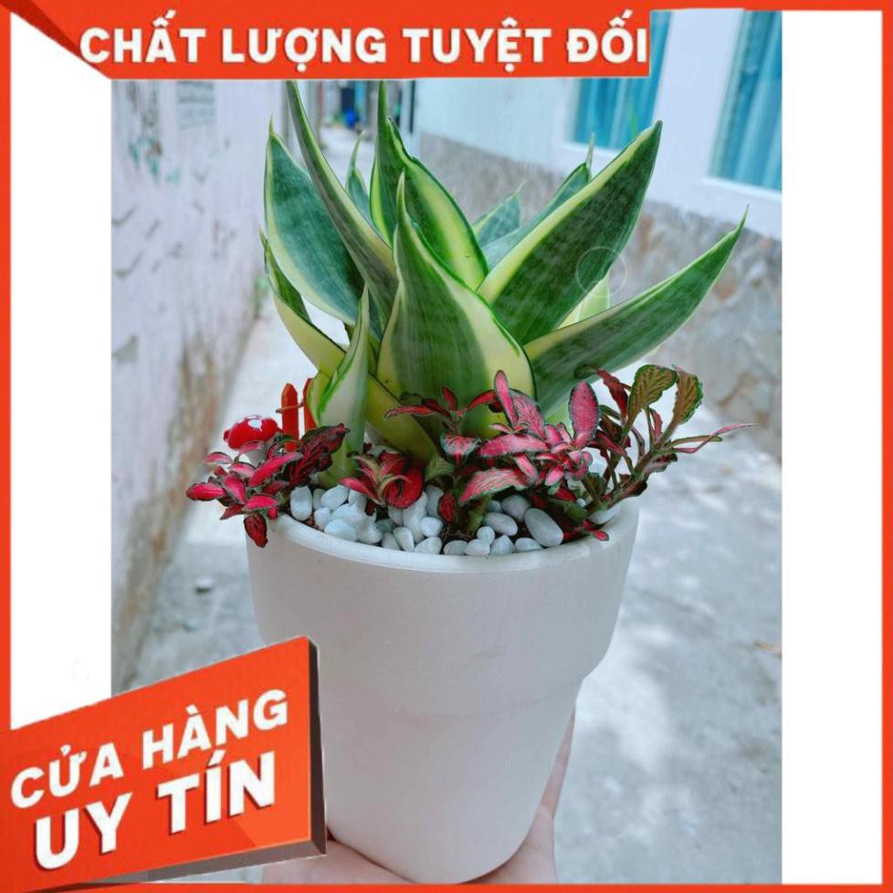 Chậu lưỡi hổ+ lá cẩm nhung Nhiều Người Mua