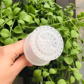 Cốc Tạo Bọt Sữa Rửa Mặt Nhỏ Xinh