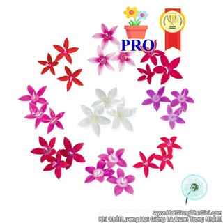 50.HẠT Hạt Giống Hoa Diễm Châu Graffiti 20/20 Mix (| -KD: B36*X61)