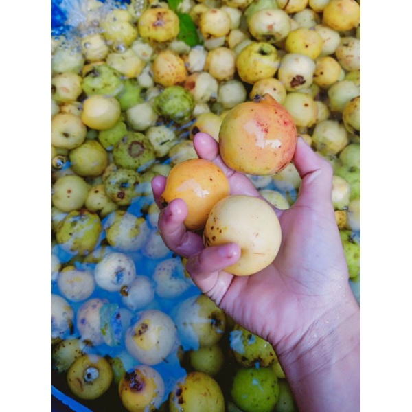 Táo mèo tươi Yên Bái, táo mèo ăn ngọt, giòn, ngon túi 1kg