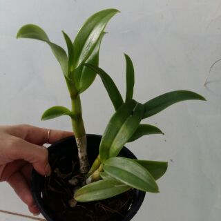 Hoa lan denro nắng 3 vàng 3 đỏ