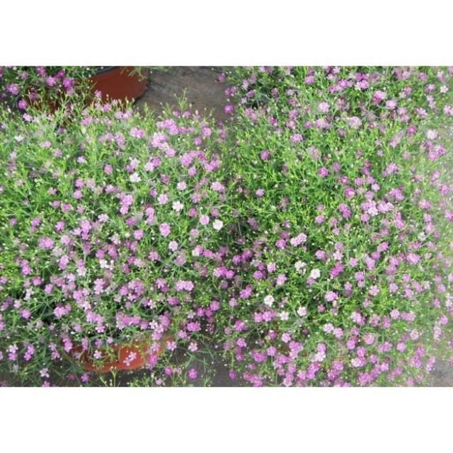 Hạt Giống Hoa Baby hồng 50 Hạt/ Gói trồng bốn mùa ĐẾN MÙA TRỒNG TẾT luckyseed hạt siêu rẻ