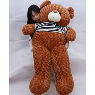 Gấu bông teddy màu vàng bò khổ1m5