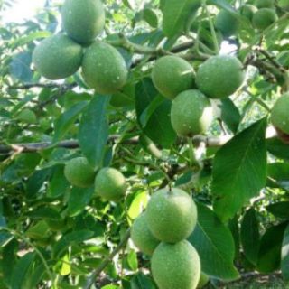 Cây giống óc chó