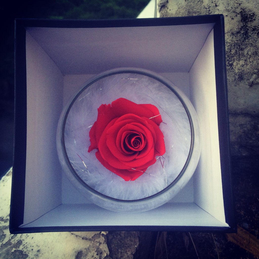 Hoa Hồng Tươi Bất Tử - Hoa Hồng vĩnh cửu - hoa hồng Tự nhiên ướp màu bền trên 5 năm- Hoa khô nguyên liệu trang trí