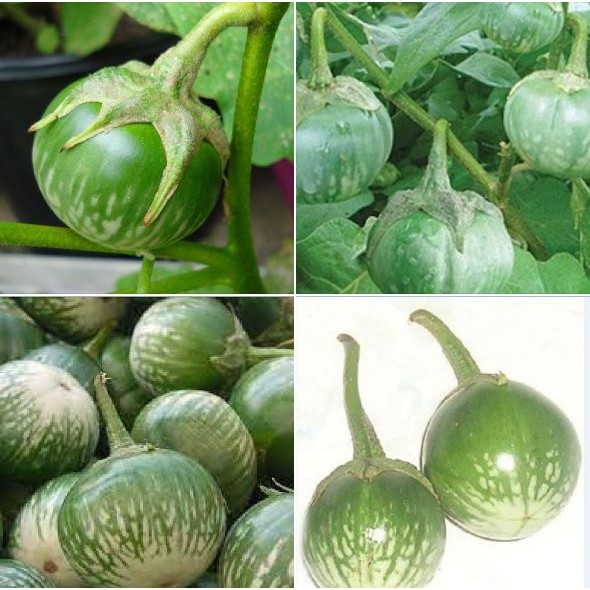 Hạt giống cà bát ta da ếch - 1 gói 2gram (TẶNG gói kích thích hạt nảy mầm)