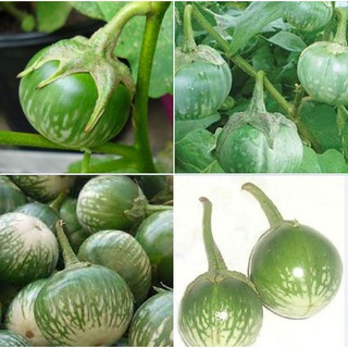 Hạt giống cà bát ta da ếch - 1 gói 2gram (TẶNG gói kích thích hạt nảy mầm)