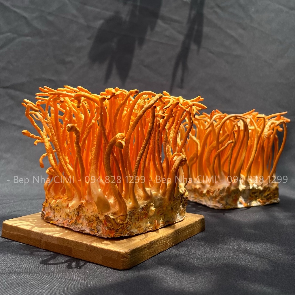 Đông Trùng Hạ Thảo Tươi Hộp 200 gram - Bếp Nhà CIMI