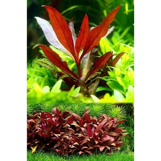 Cây thủy sinh huyết tâm lan mini
