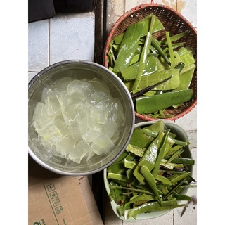 Cốt gội Bồ Kết