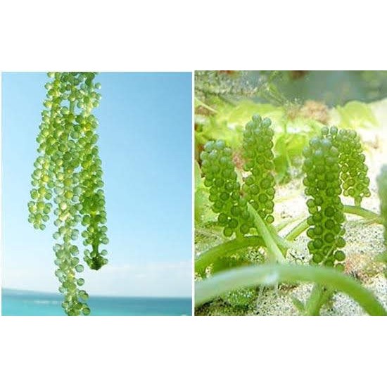 Rong biển khô (nho). Rong nho tách nước 120gr/ 4 gói Tặng kèm 2 gói sốt mè