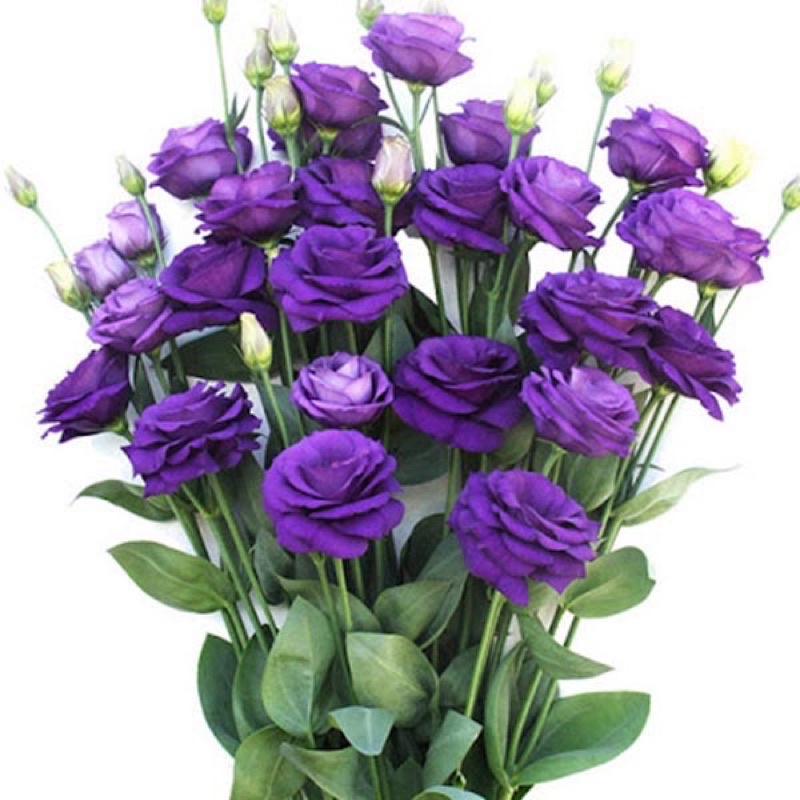 Hạt giống hoa cát tường đủ màu siêu hoa F1