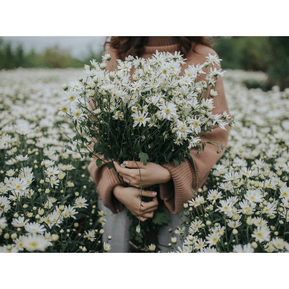 HẠT GIỐNG CÚC HỌA MI Painted Daisy, 50 Seeds, Beautiful Mulit Colours Blooms.