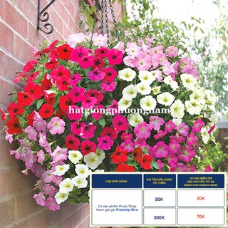 100H - HẠT GIỐNG HOA DẠ YẾN THẢO MIX