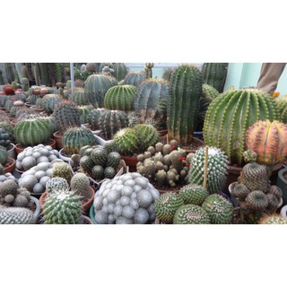 HẠT GIỐNG XƯƠNG RỒNG