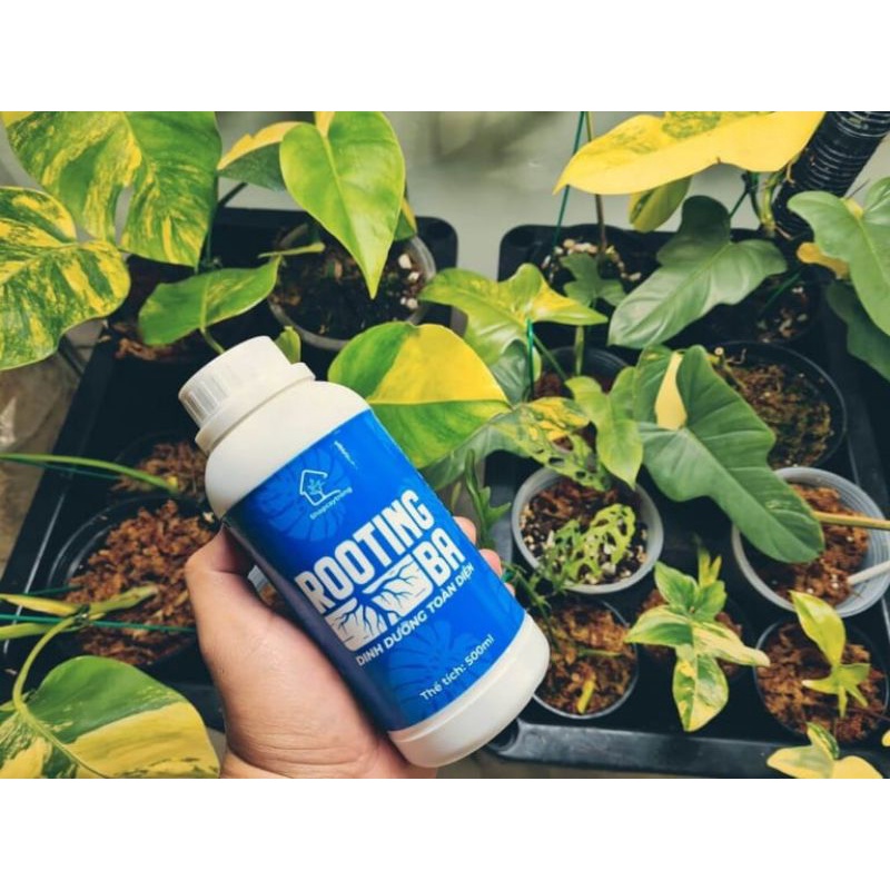 Rooting BA - Nước Tưới Dinh Dưỡng Kích Rễ Cây Chai 500ml