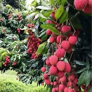 CÂY GIỐNG VẢI THIỀU SIÊU QUẢ