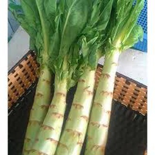 Hạt giống rau diếp tây (2g)