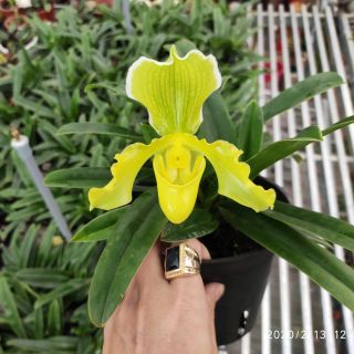 Lan hài thiên lý số 3