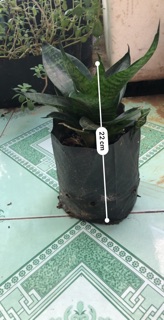 Lưỡi hổ xanh lùn (cây cảnh phong thủy)